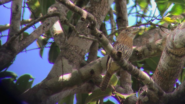 Western Striolated-Puffbird - ML637345535