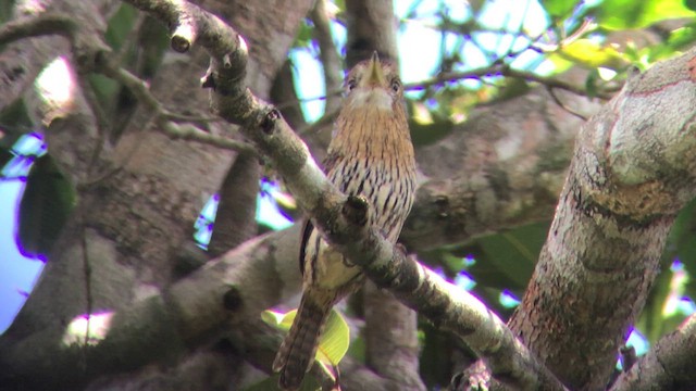 Western Striolated-Puffbird - ML637345539