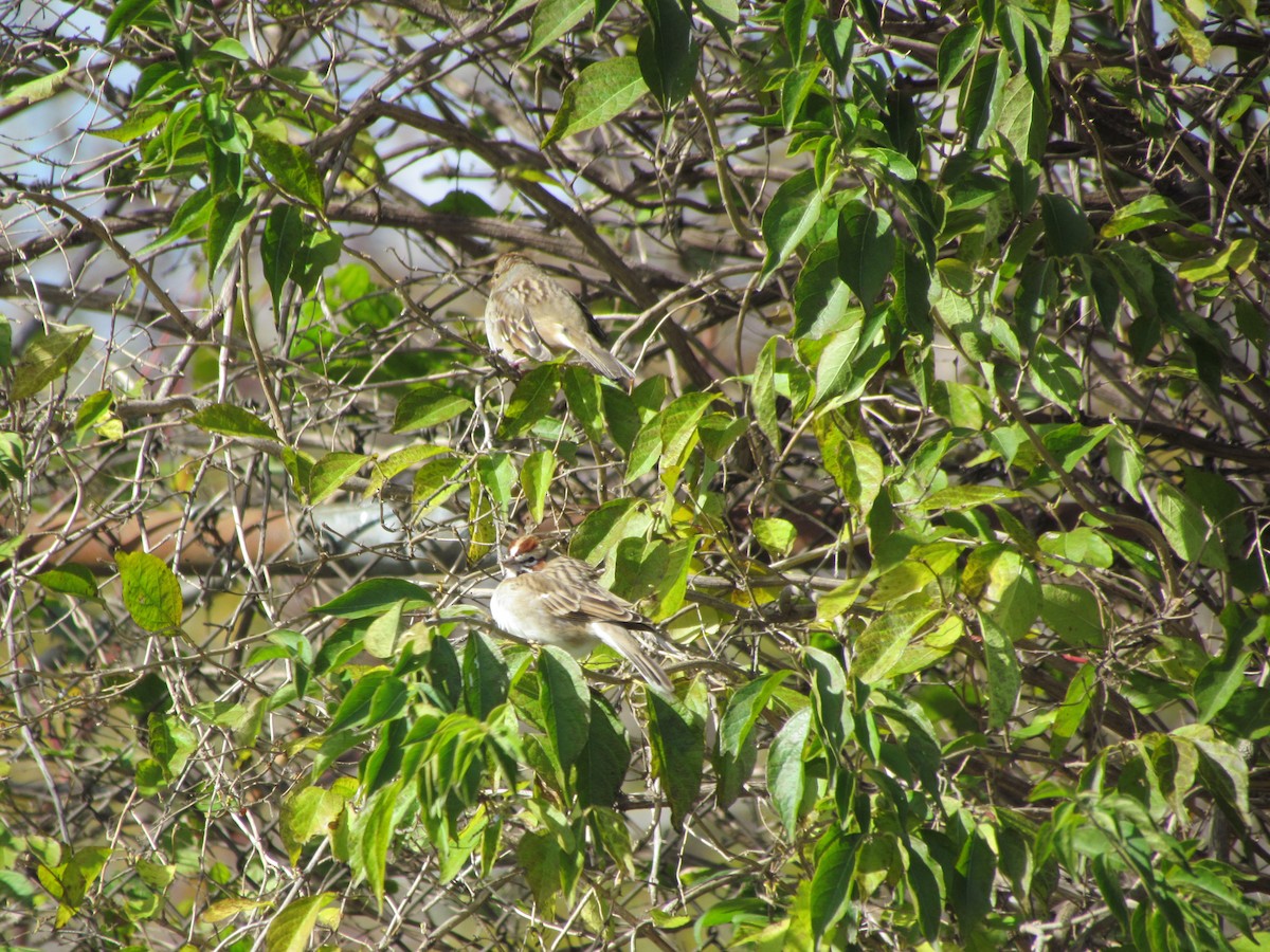 Lark Sparrow - ML637345548