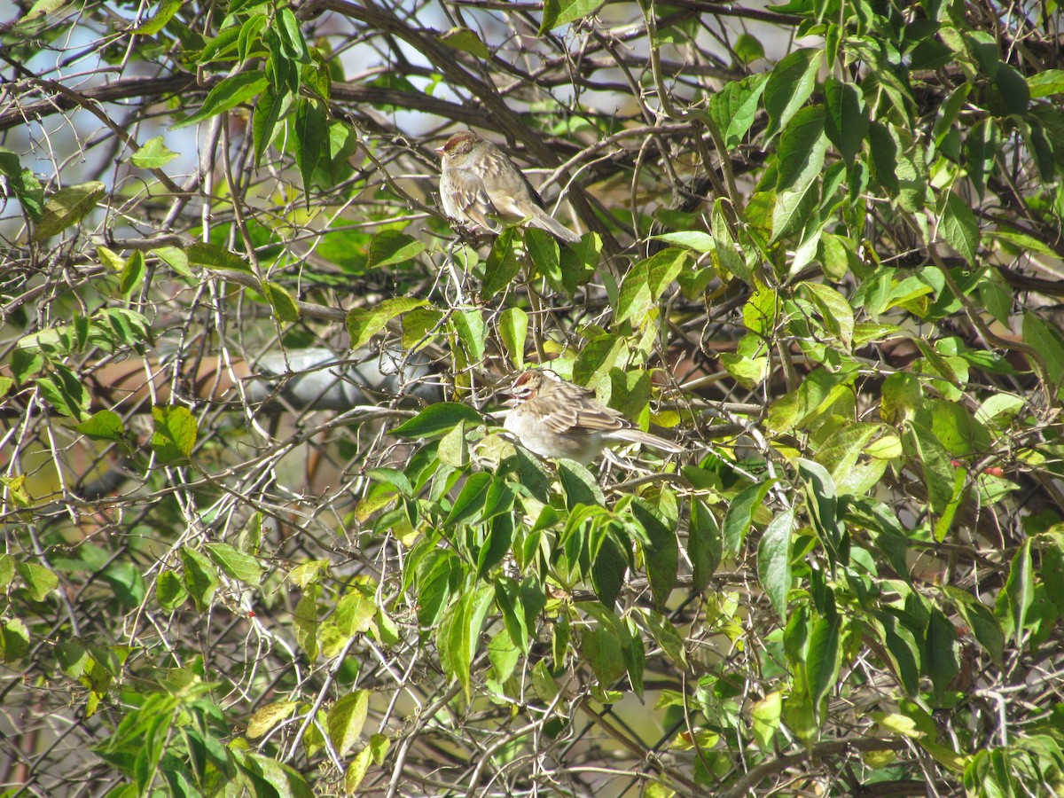 Lark Sparrow - ML637345549