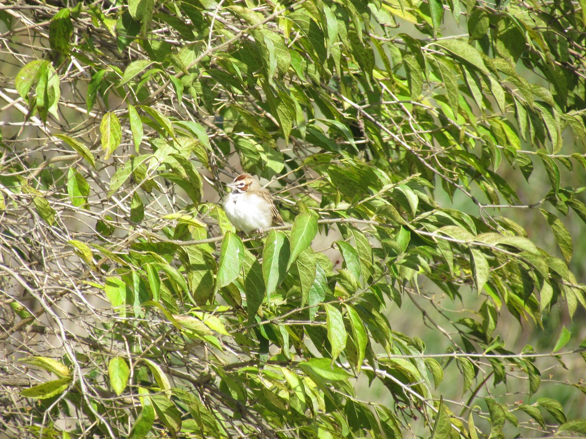 Lark Sparrow - ML637345550