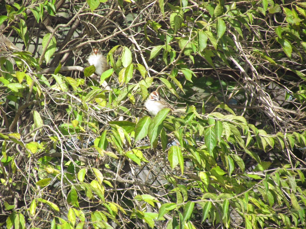 Lark Sparrow - ML637345551