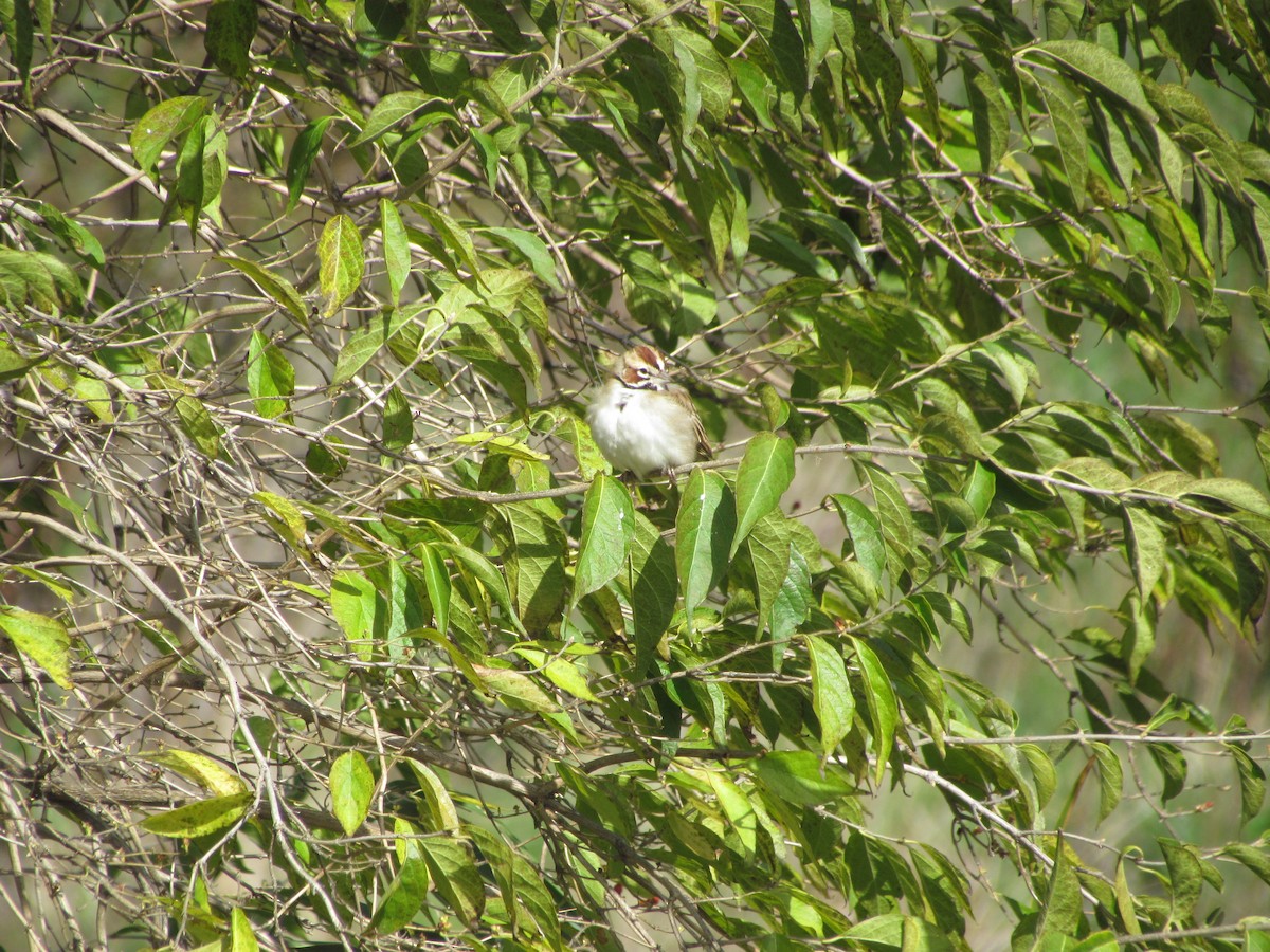 Lark Sparrow - ML637345552