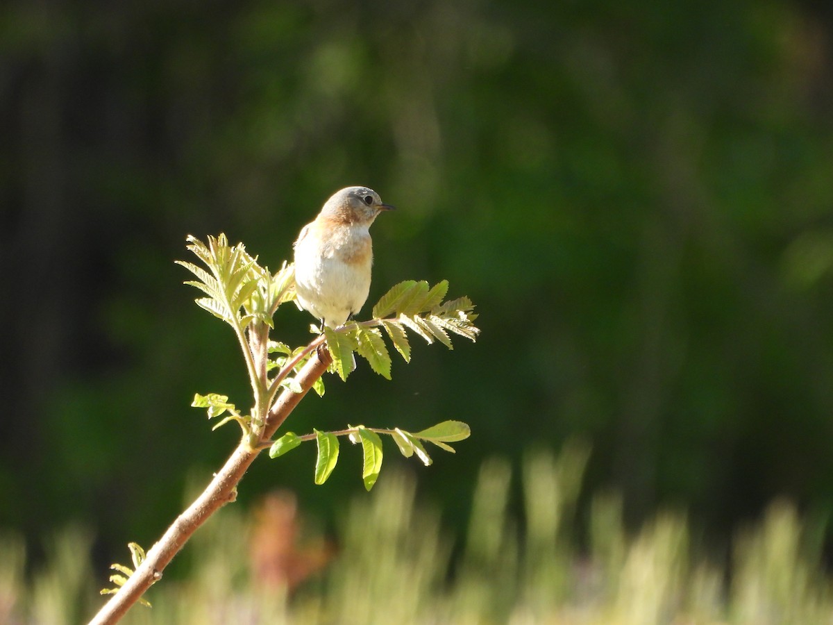 Eastern Bluebird - ML637345557