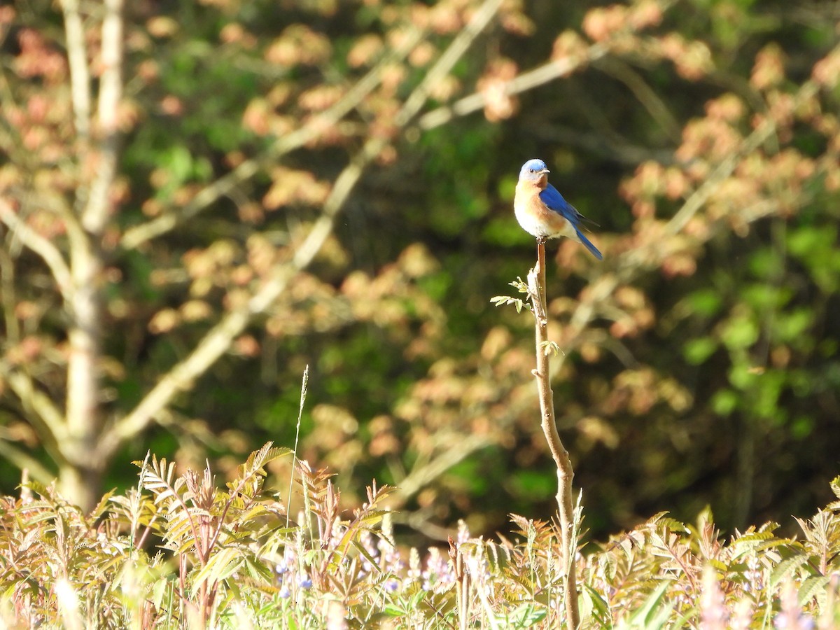 Eastern Bluebird - ML637345558