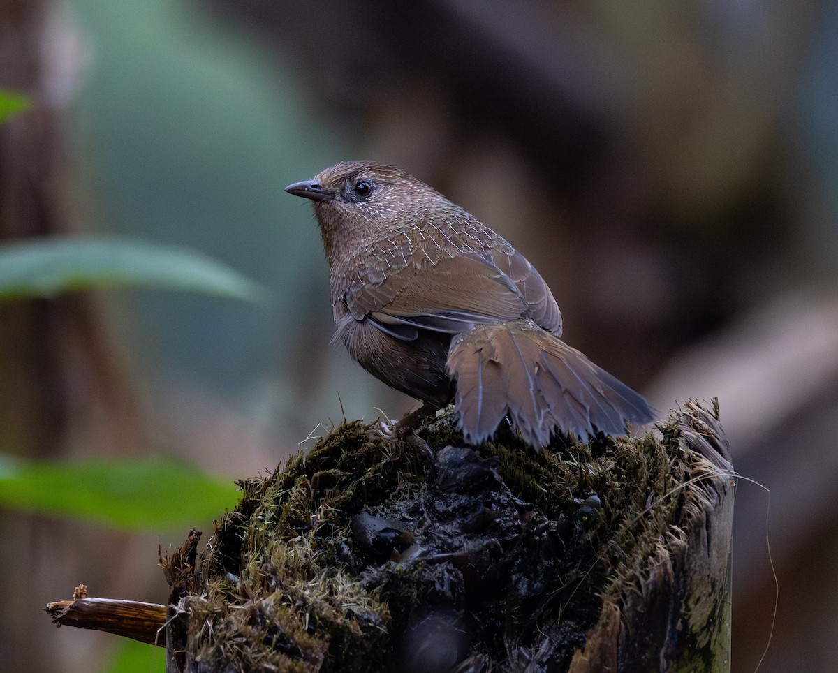 Bhutan Laughingthrush - ML637345574