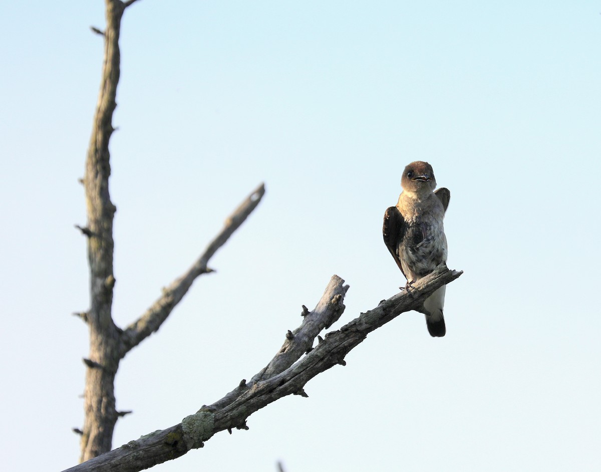 Northern Rough-winged Swallow - ML637345630