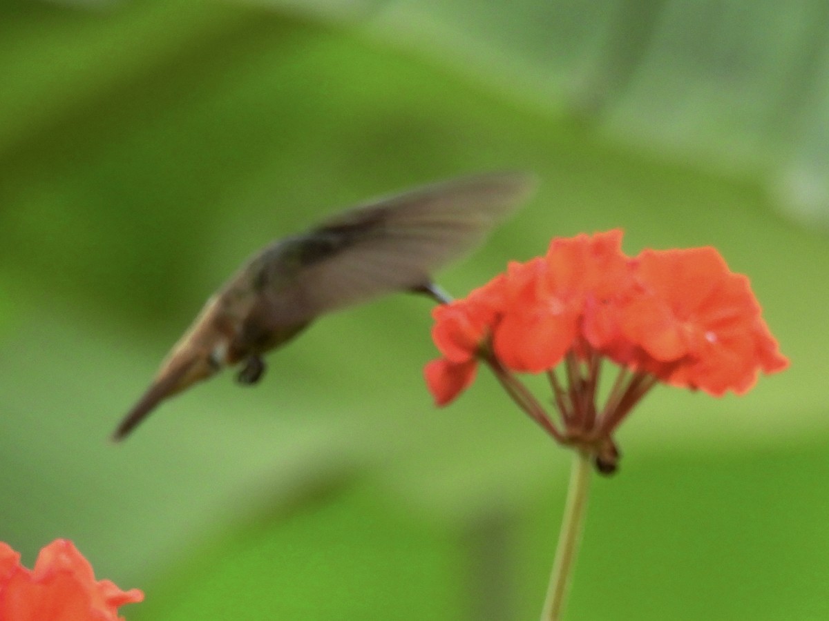 Green-bellied Hummingbird - ML637345631