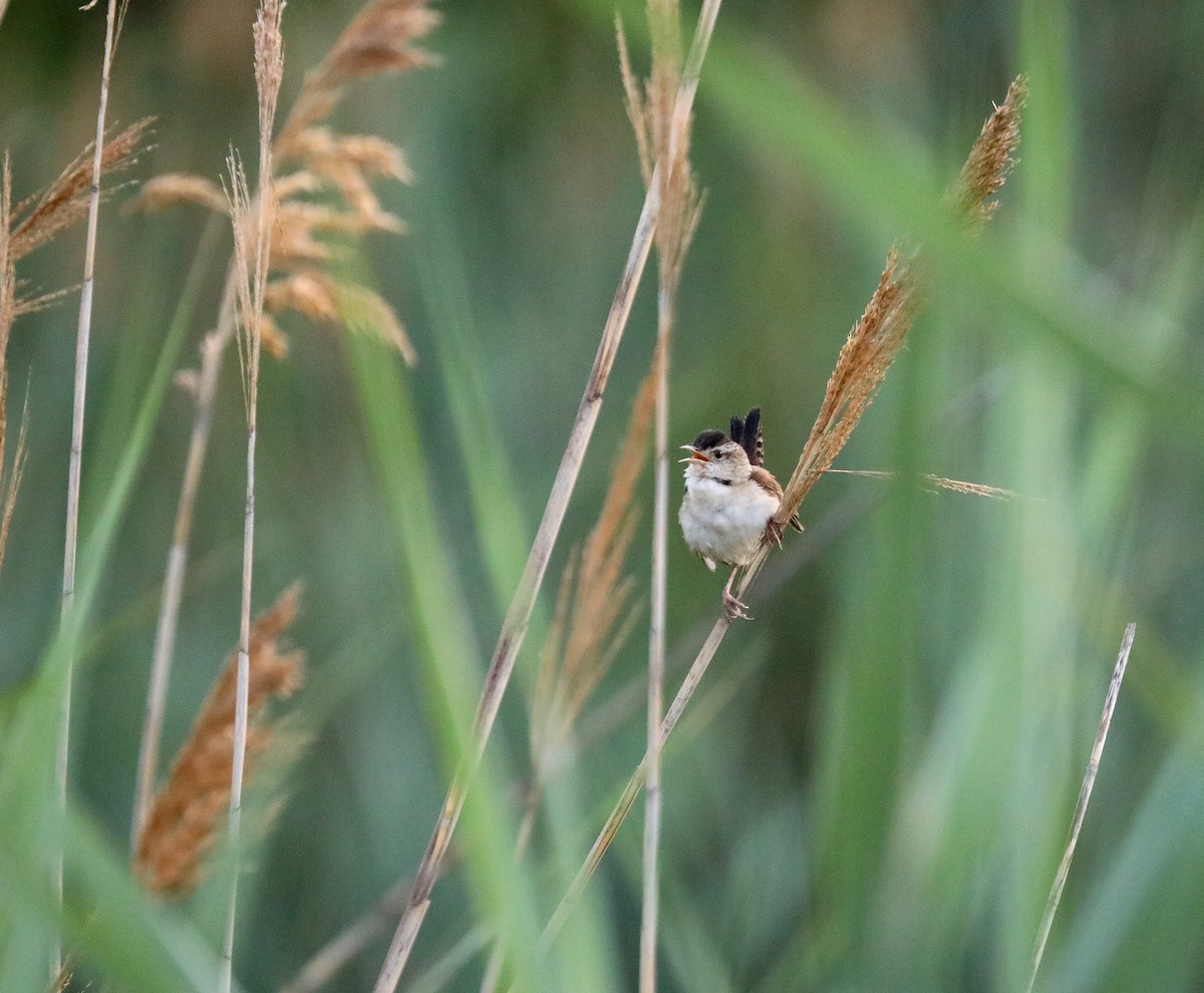 Marsh Wren - ML637345649