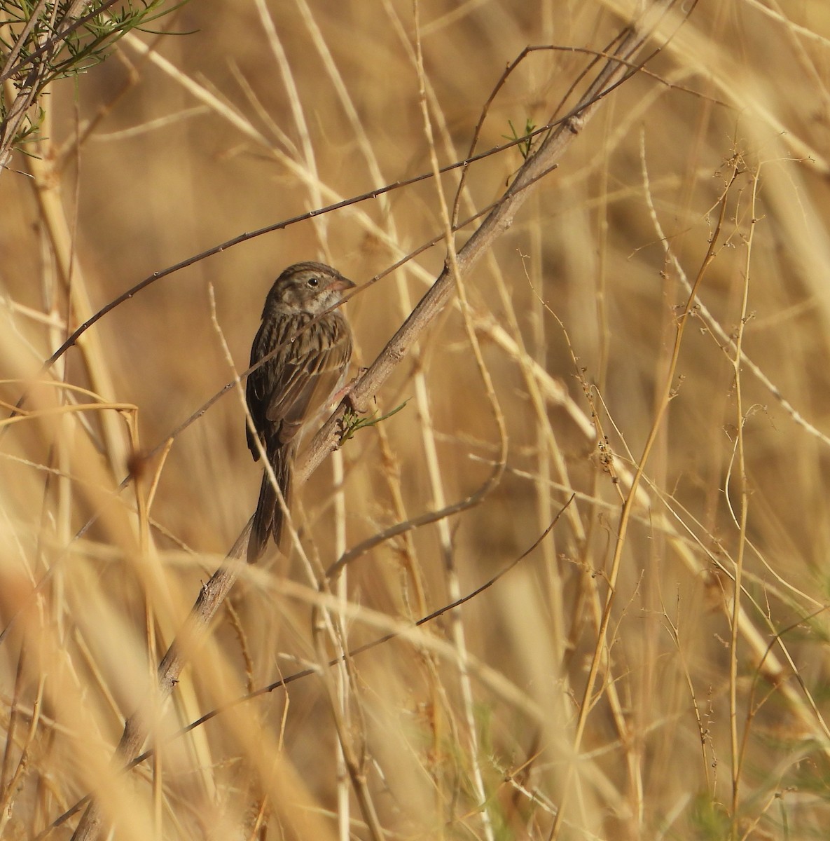 Brewer's Sparrow - ML637345682