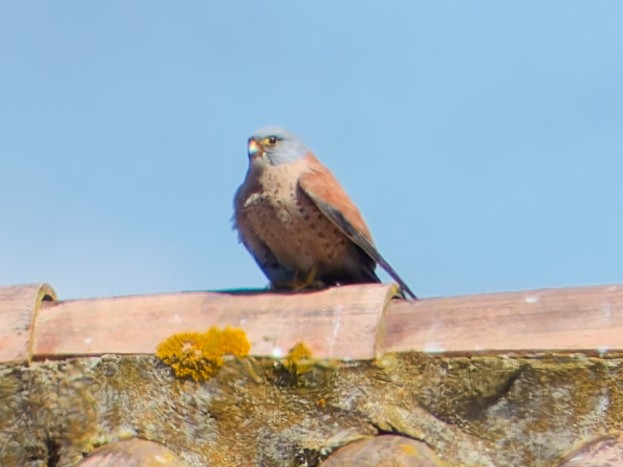 Lesser Kestrel - ML637345684