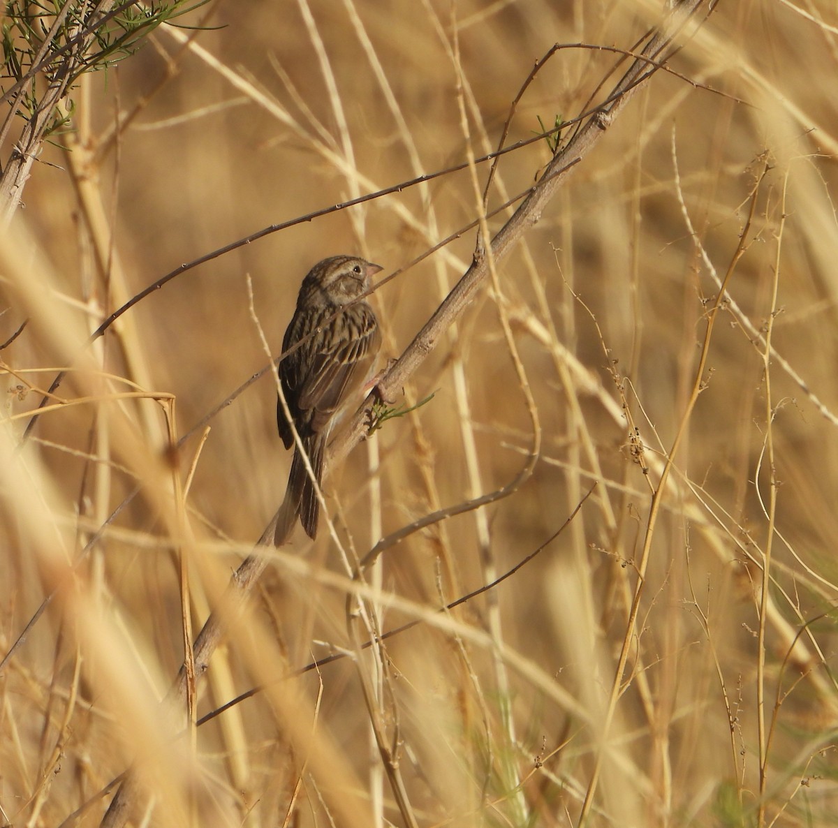 Brewer's Sparrow - ML637345695