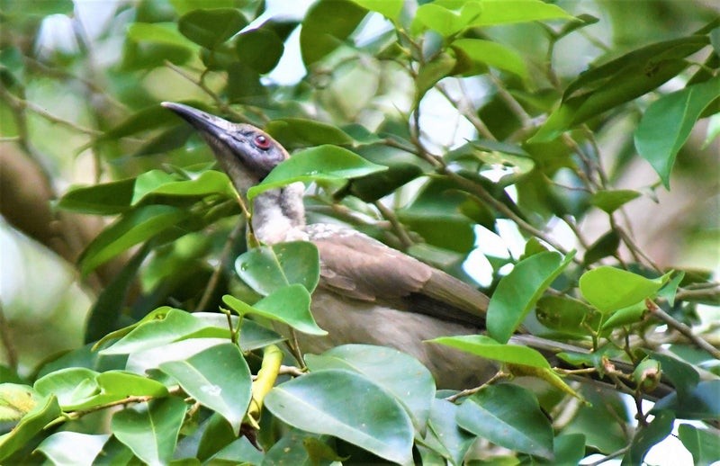 Helmeted Friarbird - ML637345735