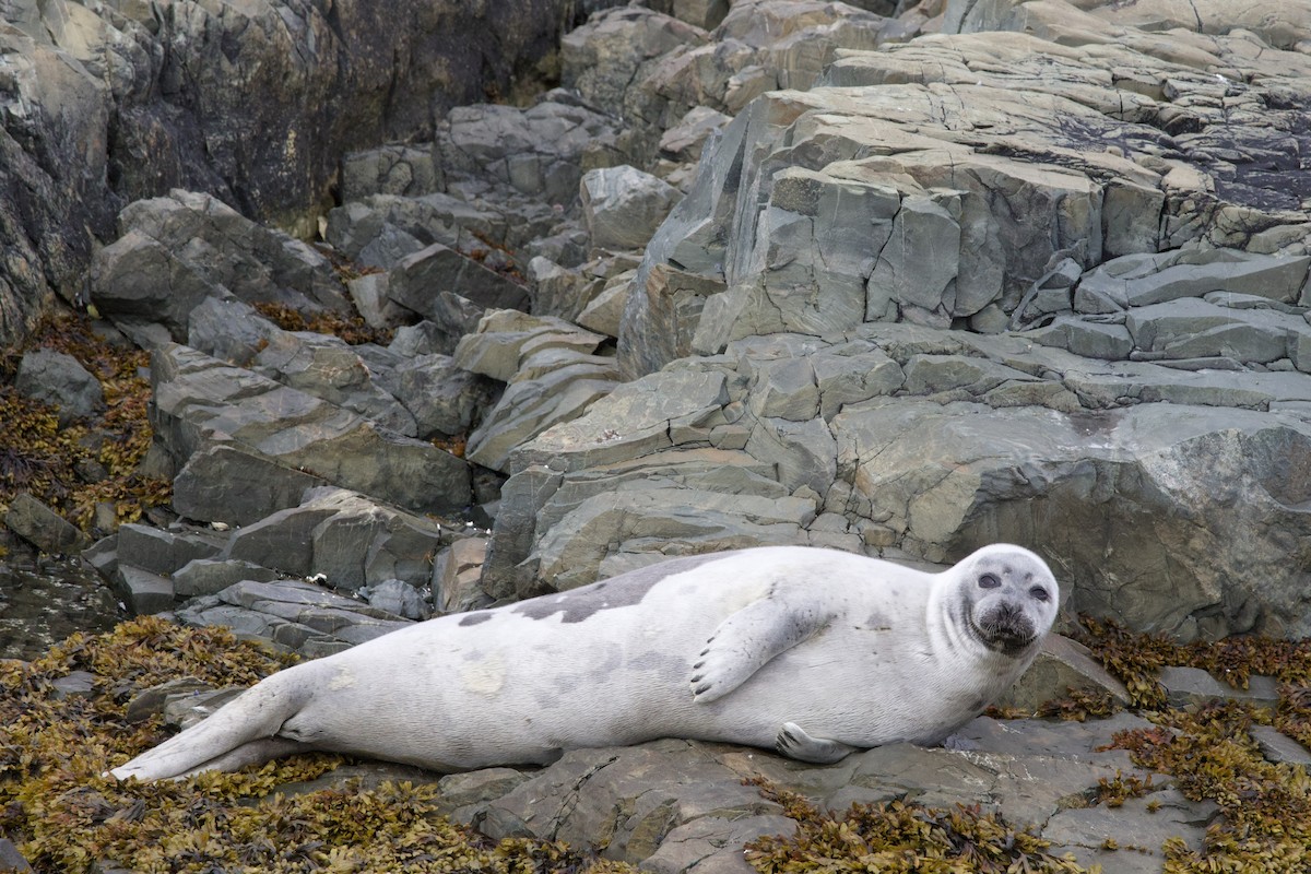 Harp Seal - ML637345751