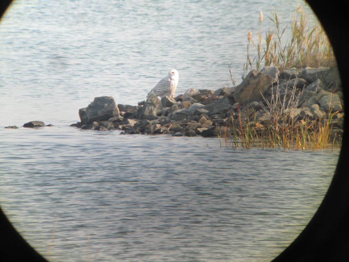 Snowy Owl - ML637345874