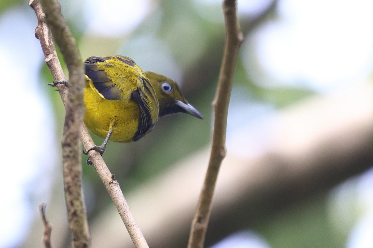 Andaman Bulbul - ML637345891