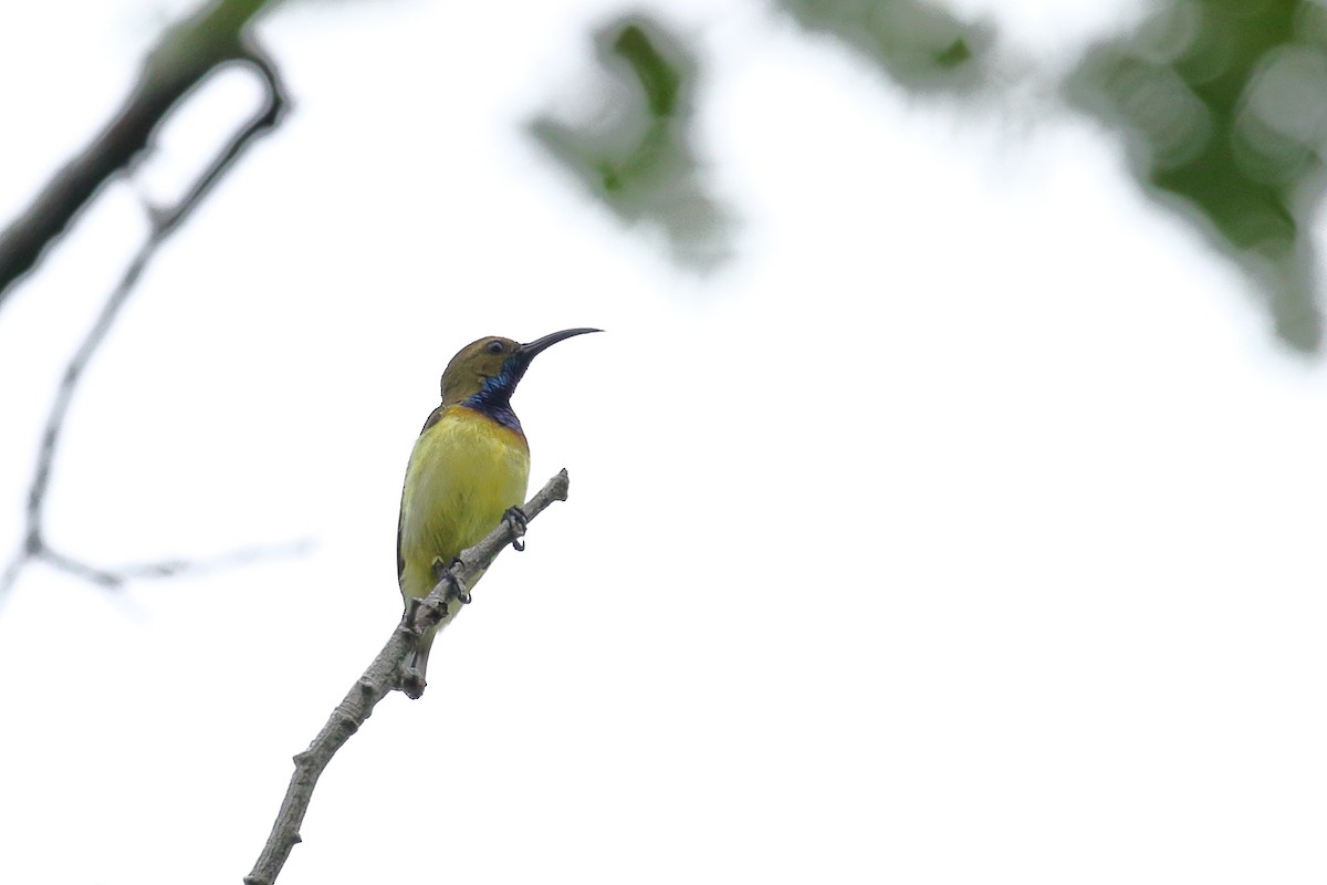 Ornate Sunbird - ML637345935