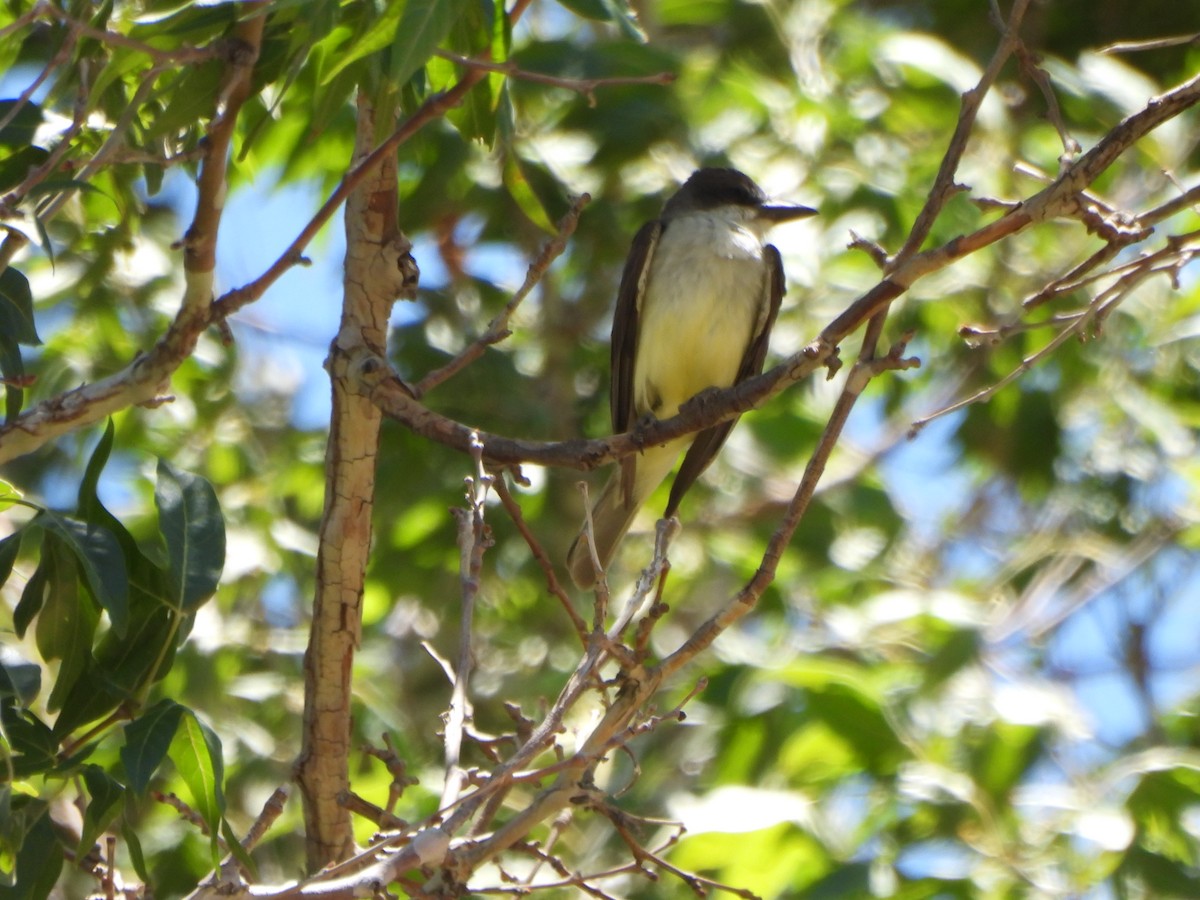 Thick-billed Kingbird - ML637345940