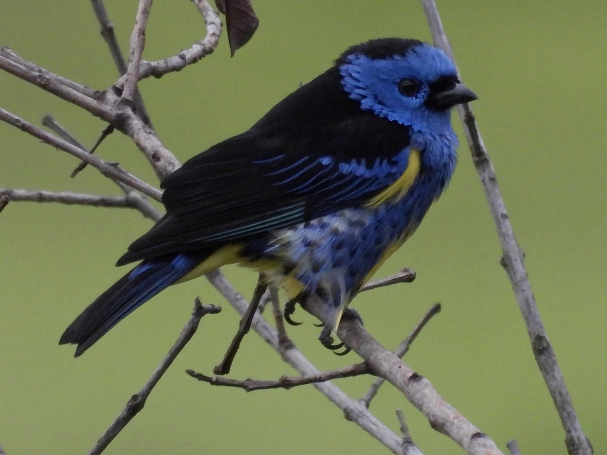 Turquoise Tanager - ML637345966