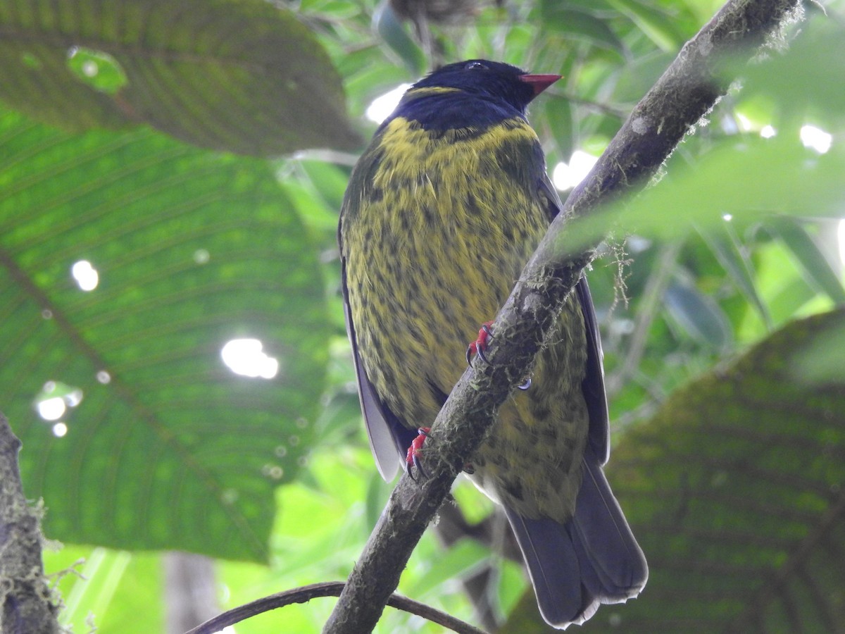 Green-and-black Fruiteater - ML637345975