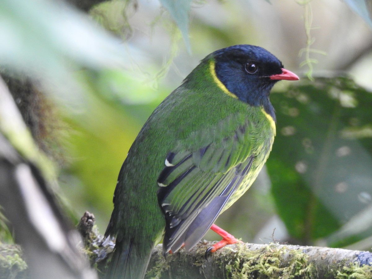 Green-and-black Fruiteater - ML637345976