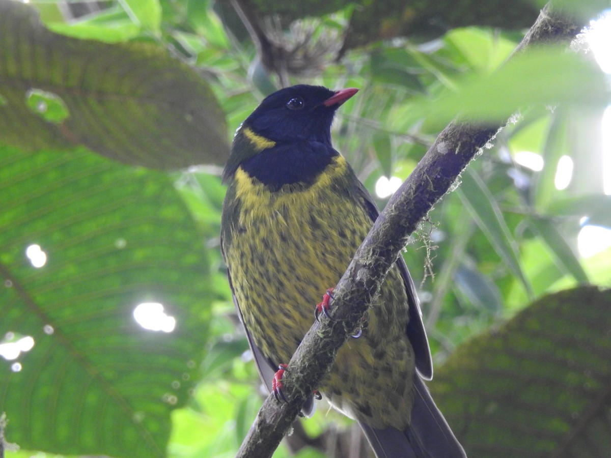 Green-and-black Fruiteater - ML637345977