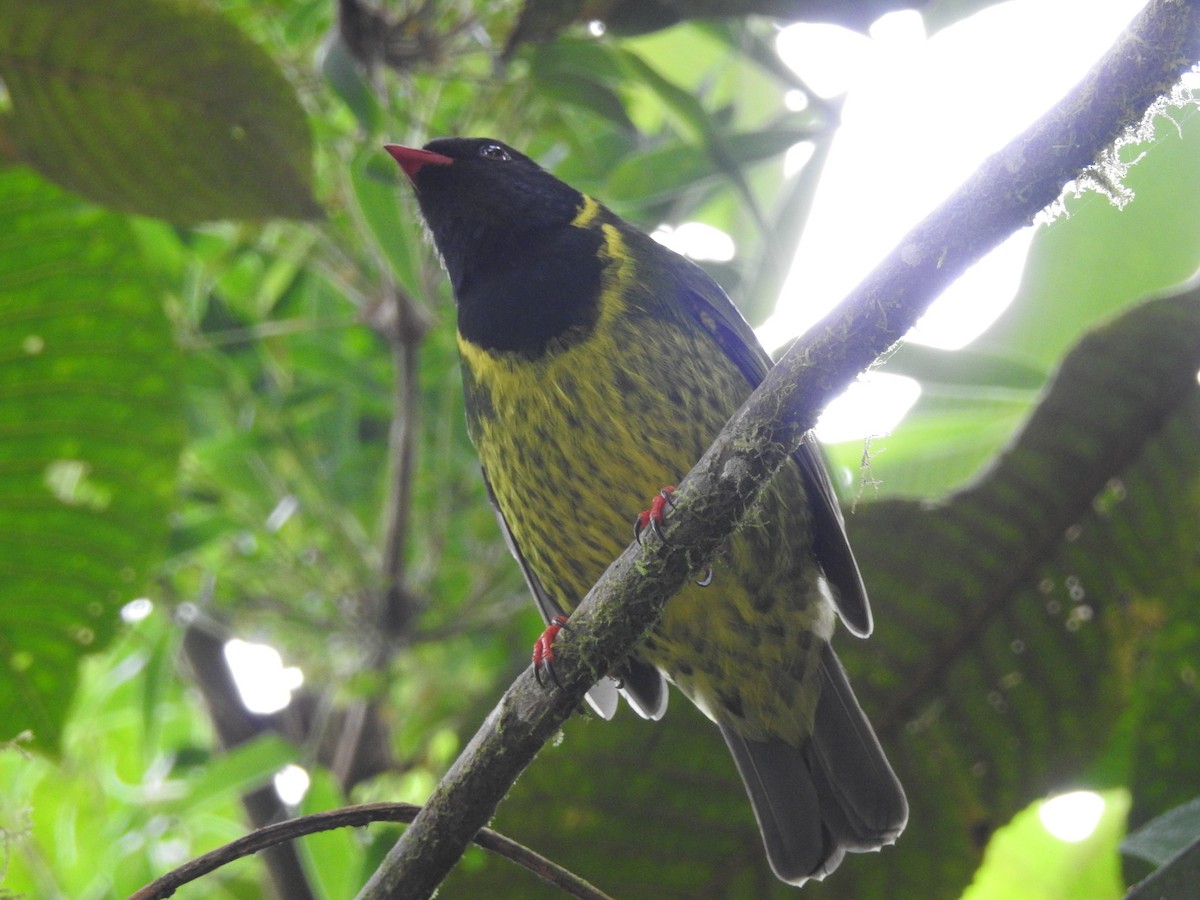 Green-and-black Fruiteater - ML637345980