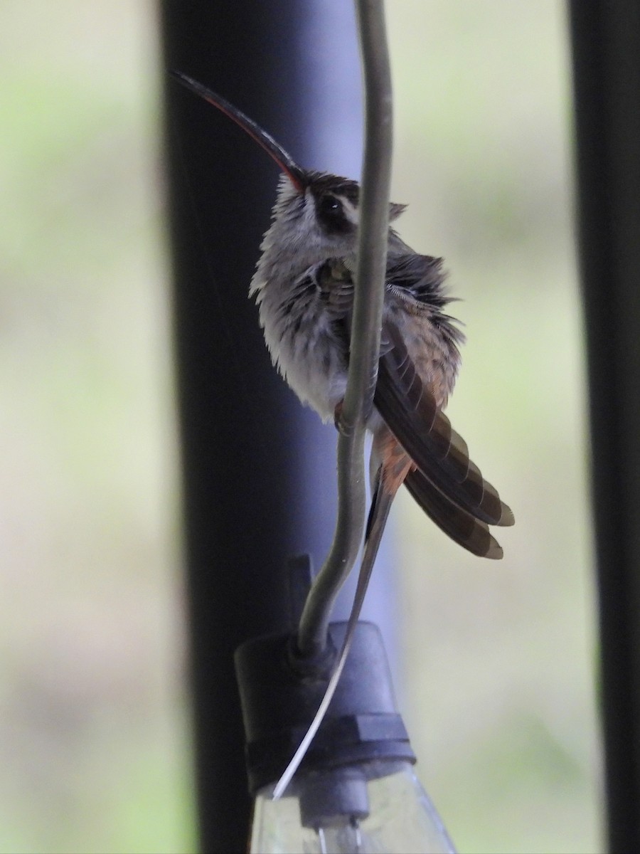 Sooty-capped Hermit - ML637345986