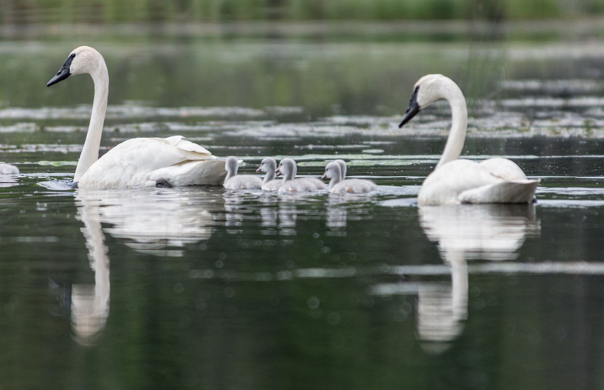 Trumpeter Swan - ML637346029
