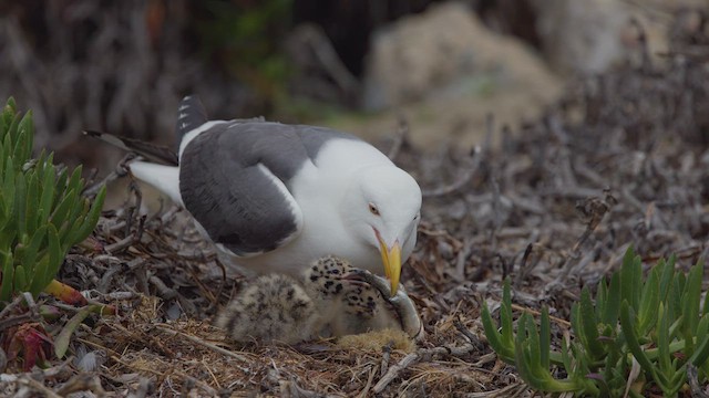 Western Gull - ML637346037