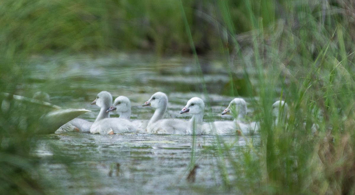 Trumpeter Swan - ML637346039