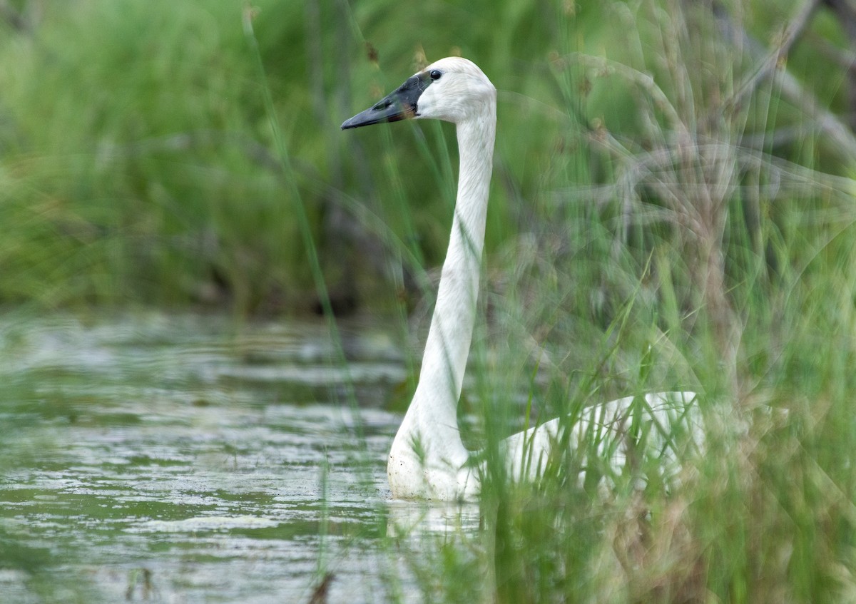 Trumpeter Swan - ML637346042