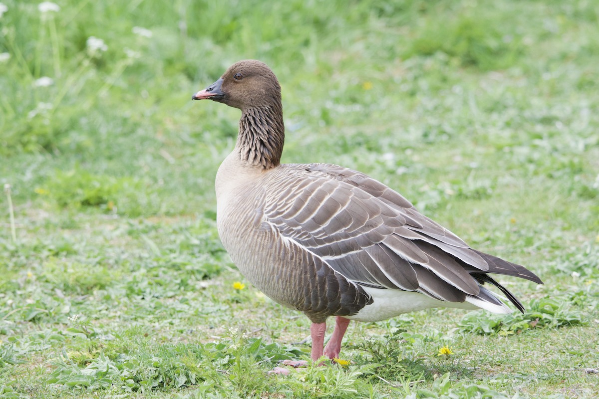 Pink-footed Goose - ML637346062