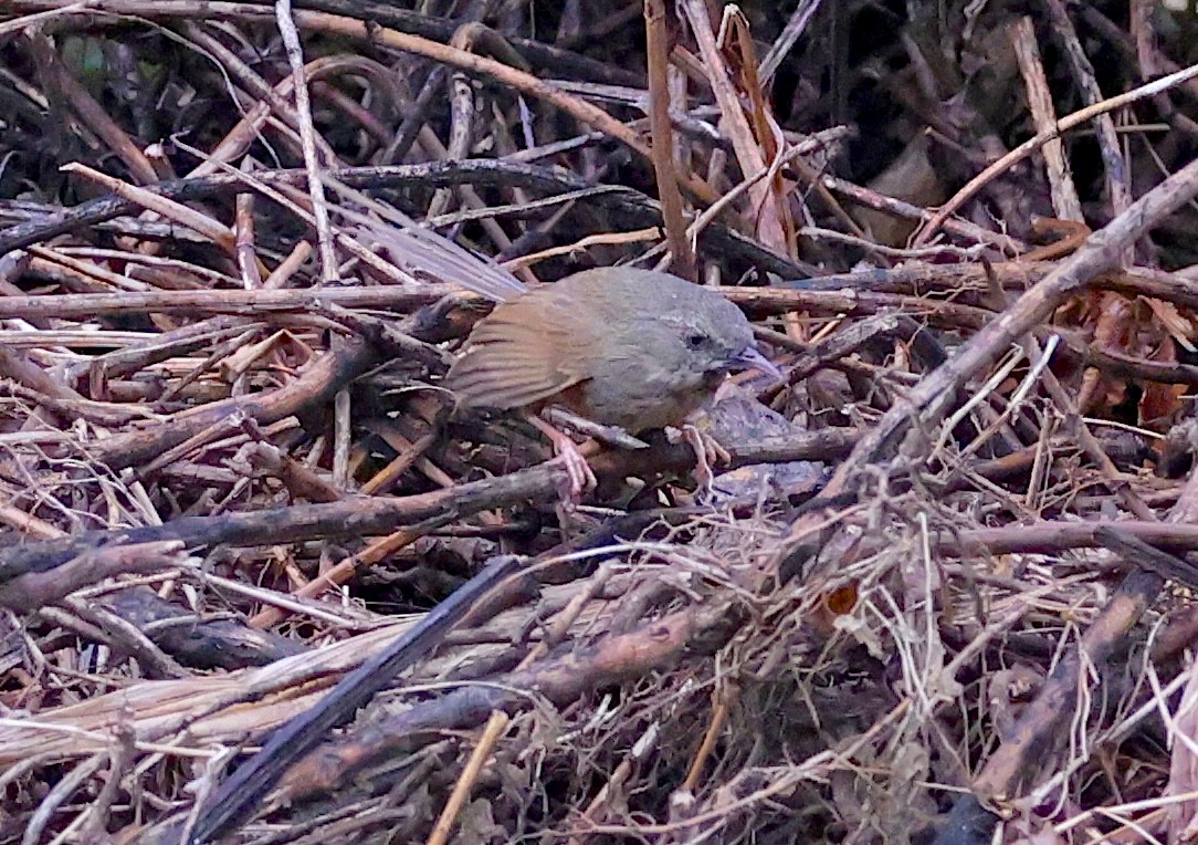 Black-throated Prinia - ML637346072