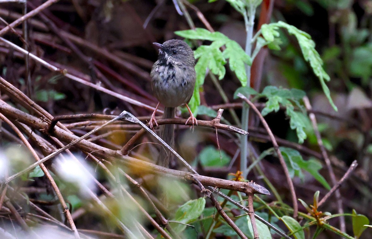 Black-throated Prinia - ML637346074