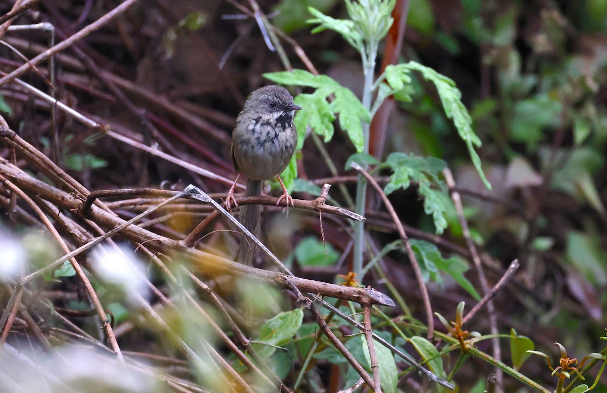 Black-throated Prinia - ML637346075