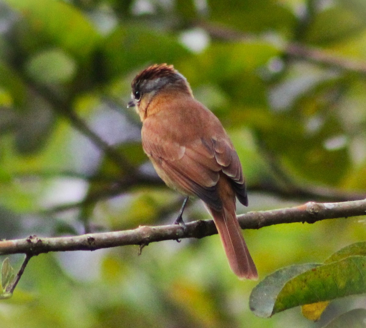 Chestnut-crowned Becard - ML637346186