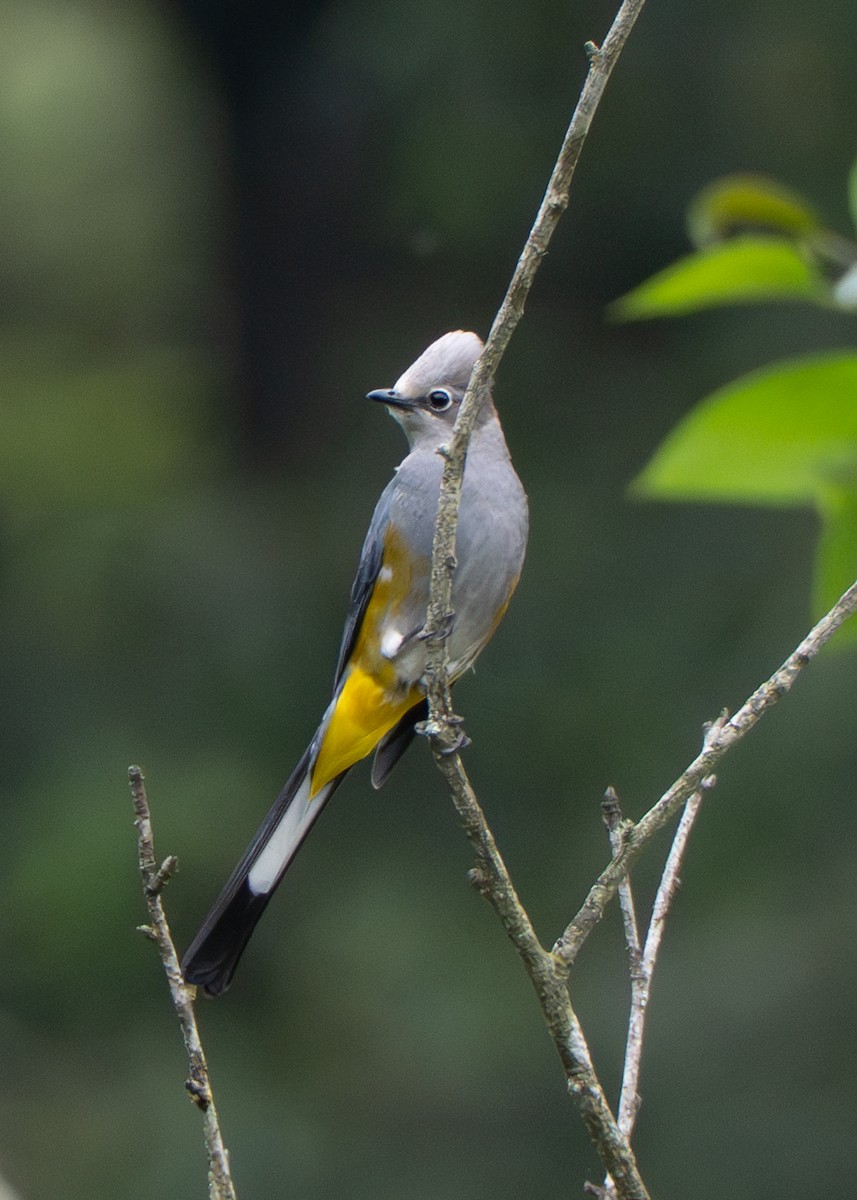 Gray Silky-flycatcher - ML637346214