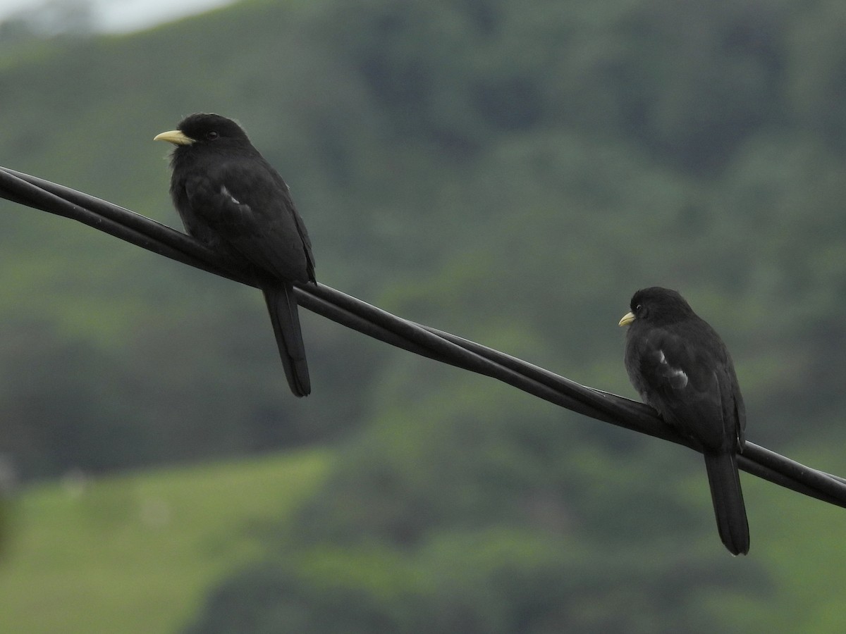 Yellow-billed Nunbird - ML637346275
