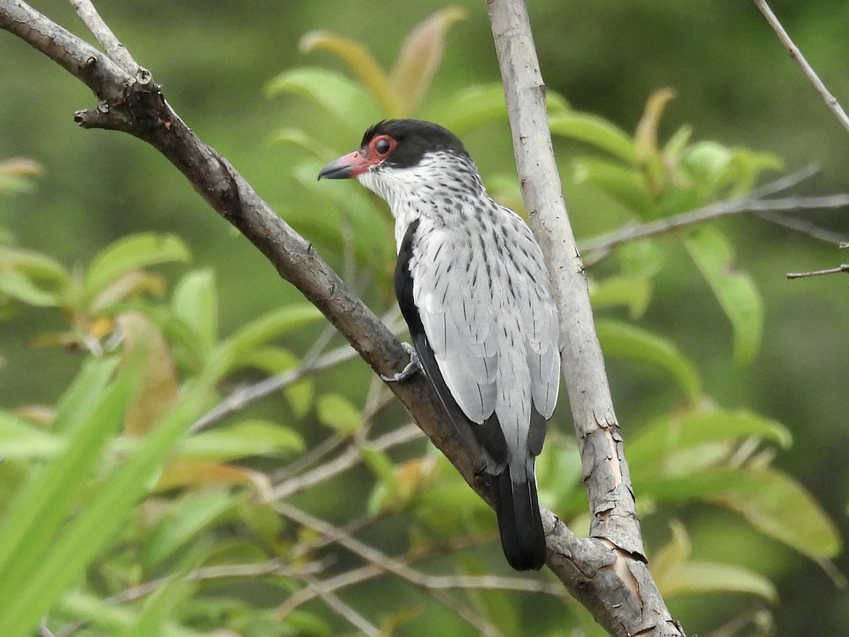 Black-tailed Tityra - ML637346308