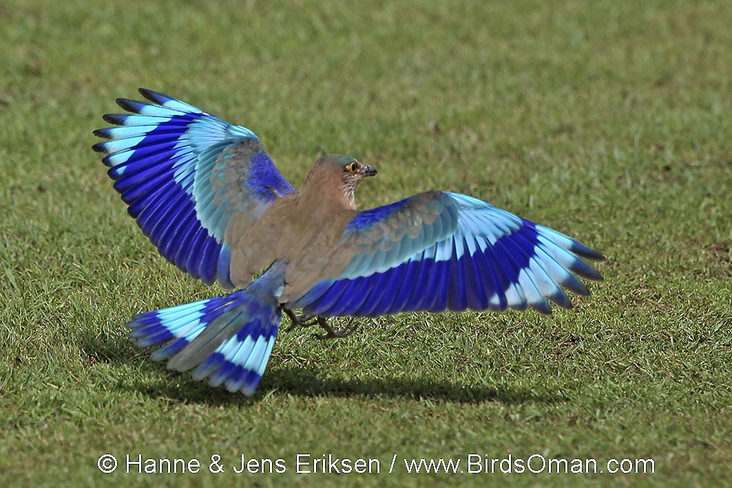 Indian Roller - Jens Eriksen