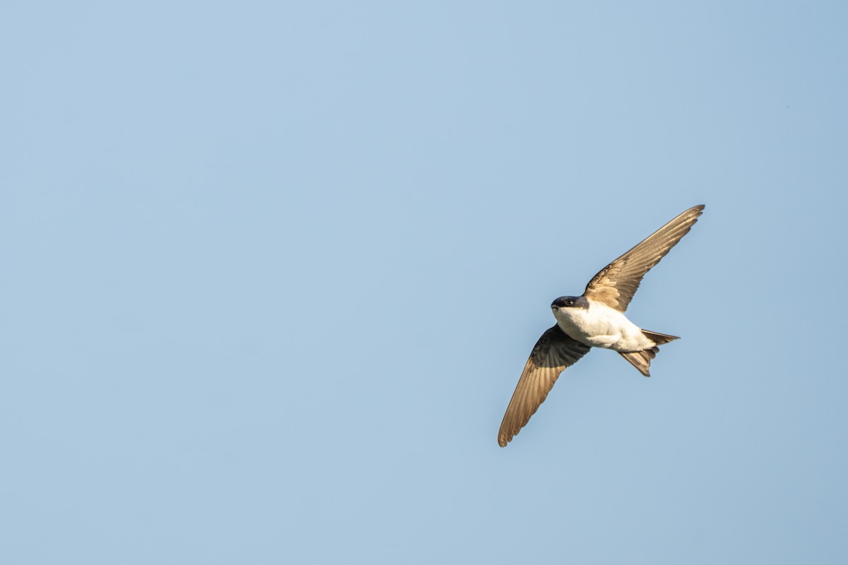 Siberian House-Martin - ML637346340
