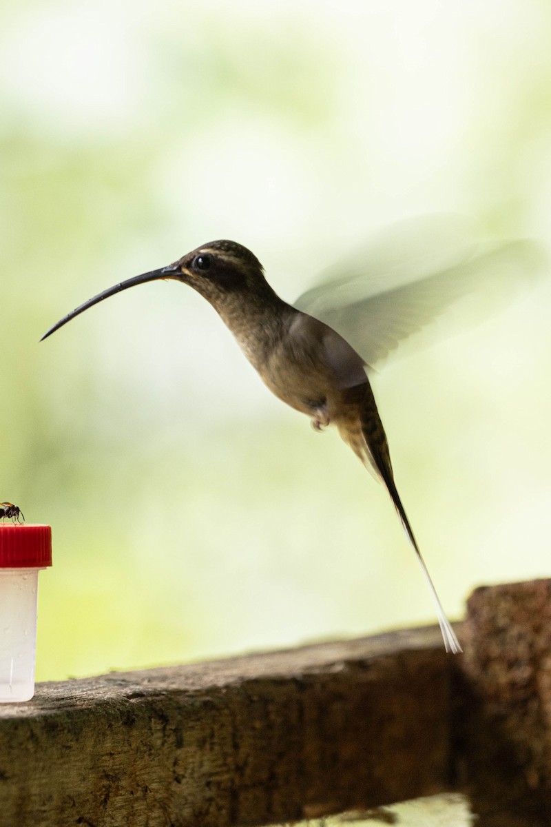 Great-billed Hermit - ML637346441