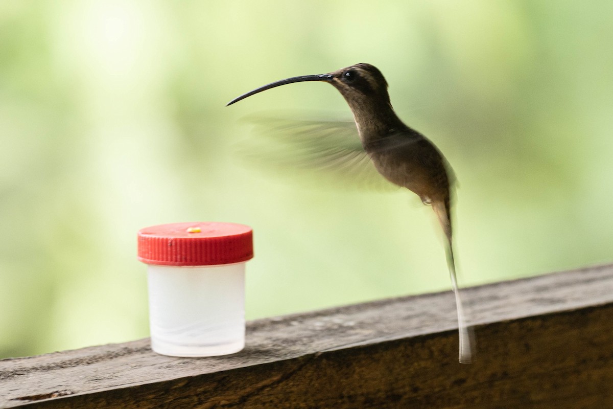 Great-billed Hermit - ML637346447