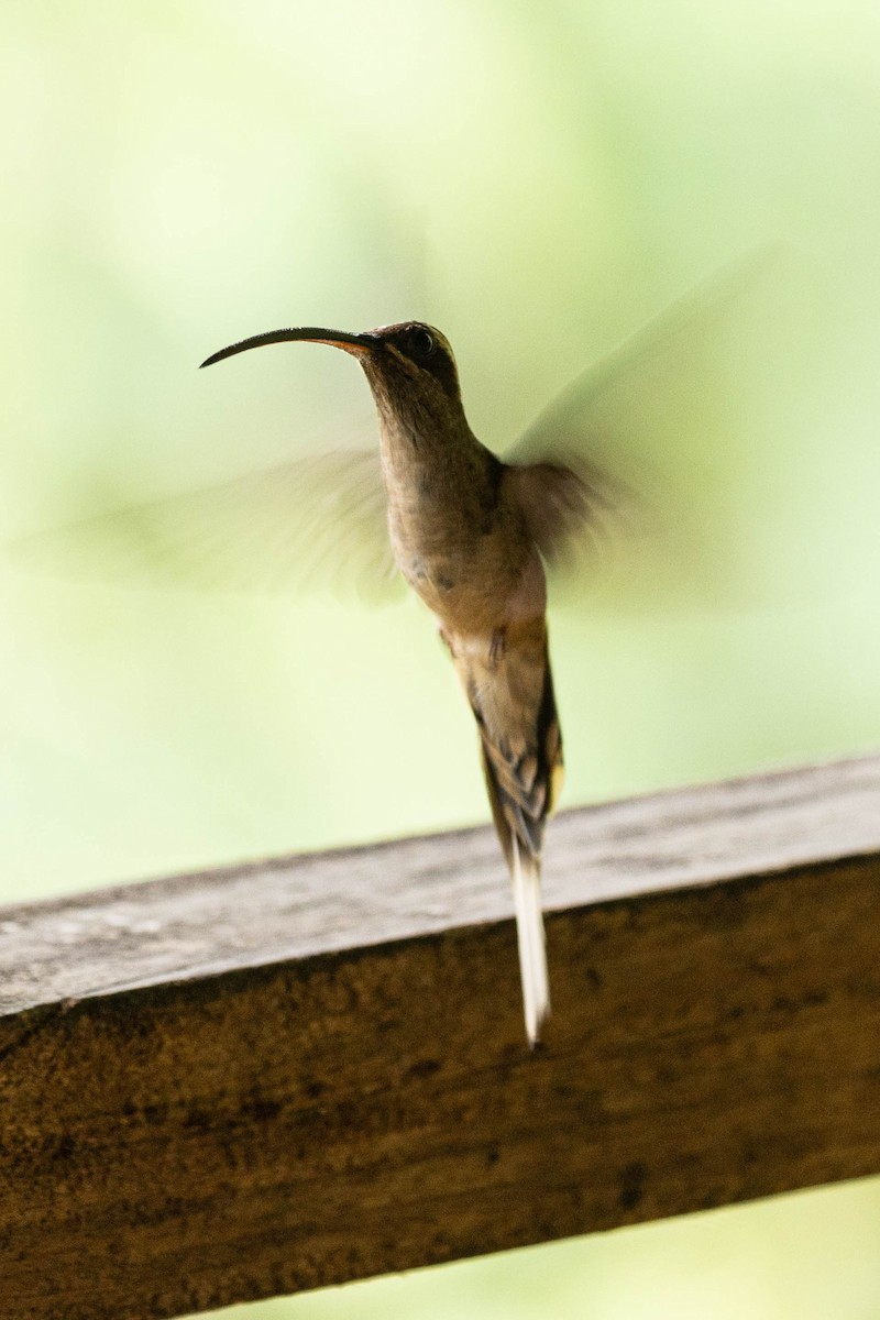 Great-billed Hermit - ML637346466