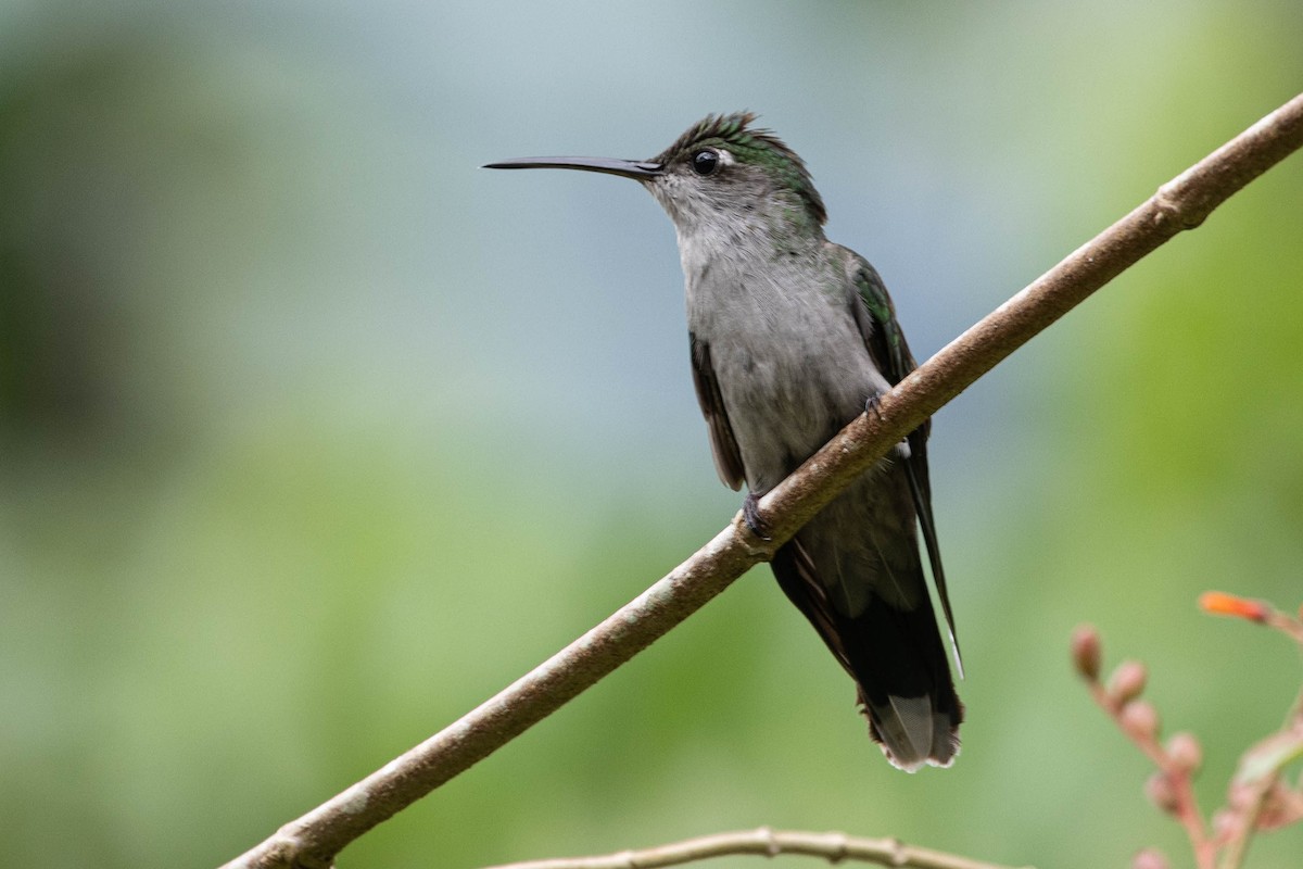 Gray-breasted Sabrewing - ML637346519