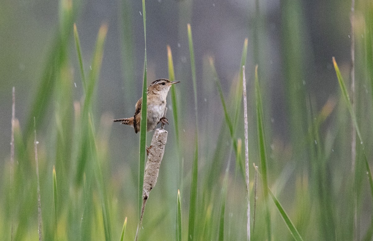 Marsh Wren - ML637346521