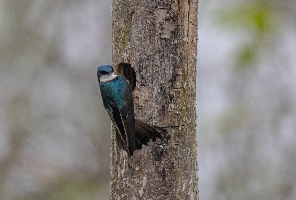 Tree Swallow - ML637346557