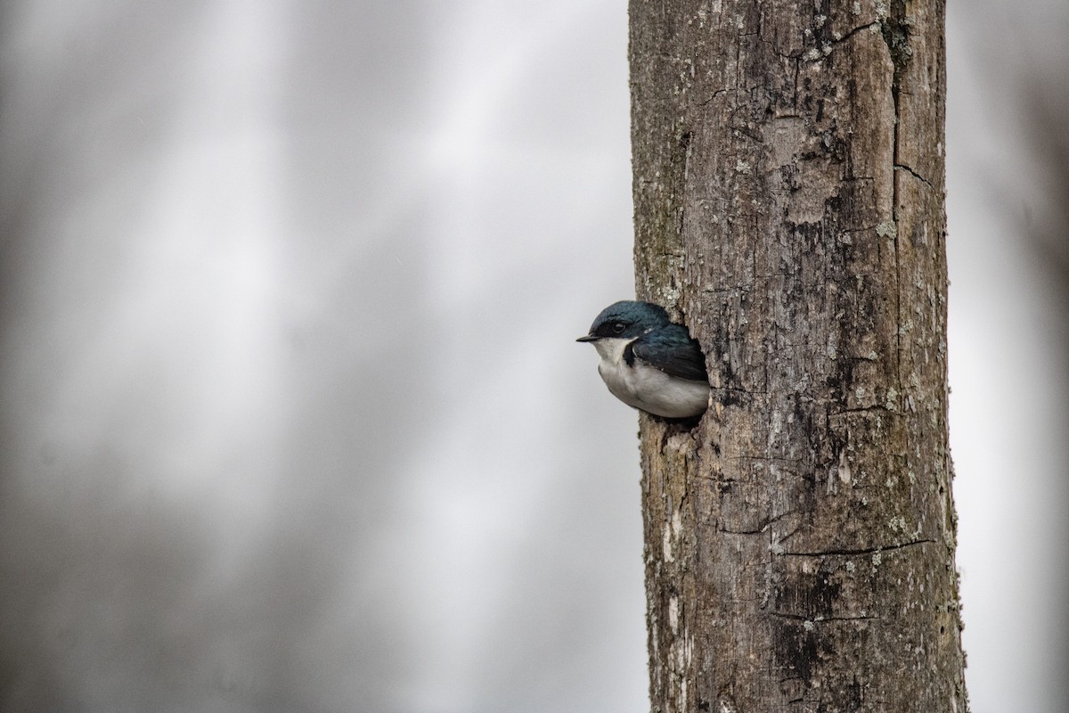 Tree Swallow - ML637346559
