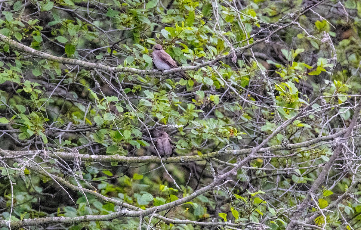 Northern Rough-winged Swallow - ML637346597